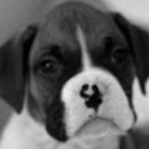 Meet your Posher, Devyn